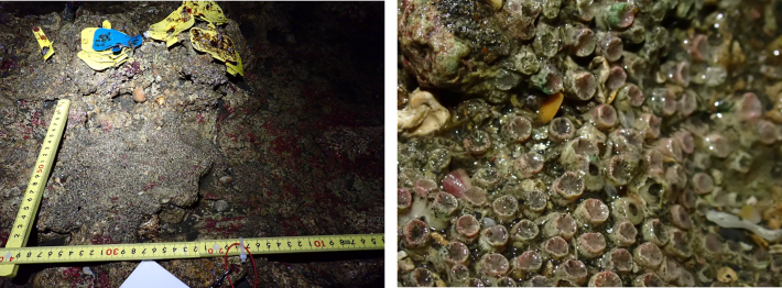 台灣中油澄清:大潭藻礁G1 區柴山多杯孔珊瑚114年第4季最新觀測數據回升至48群株 與近年同期數據相當