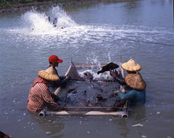 台灣中油冷排水再利用 漁民用鑽石水養殖高經濟魚類