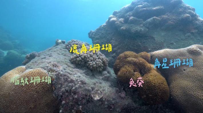 台灣中油發布永安天然氣接收站海底影片 珊瑚達130種  生態成果媲美保護區